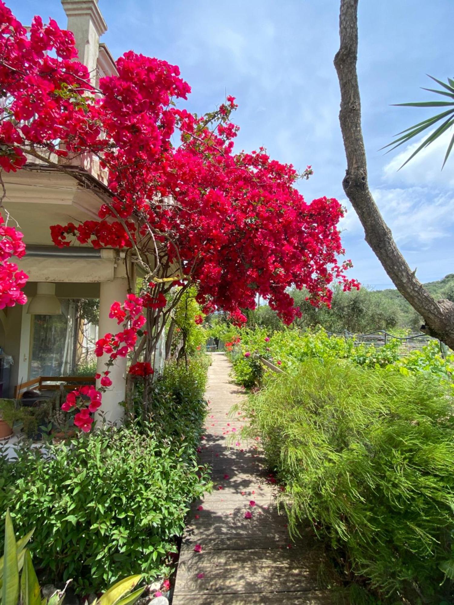 Kali Zoi -B&B Zakynthos Amoudi Eksteriør bilde